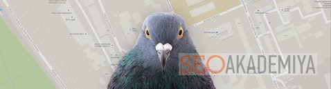 Алгоритм Google Голубь (Pigeon) и локальный поиск